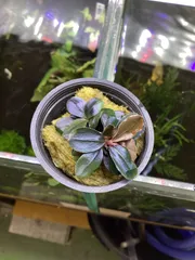 2025年最新】ブセファランドラの人気アイテム - メルカリ