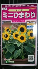 ミニ ひまわり ジュニア 向日葵 種 ３袋セット