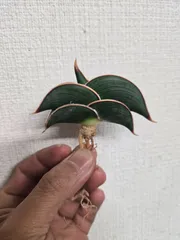 11月7日 夕刻に撮影 ❢ 旋回系　サンセベリア・ロリダ　鉢付き発送です ✩11月7日 夕刻に撮影 ❢ 旋回系 サンセベリア・ロリダ 赤い縁取り鉢