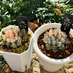 2025年最新】ハオルチア オブツーサ錦の人気アイテム - メルカリ