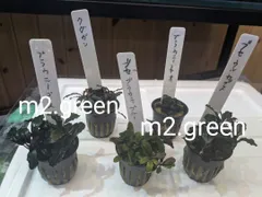 2025年最新】ブセファランドラの人気アイテム - メルカリ