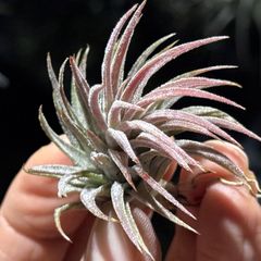 ヒルタ Tillandsia ヒルダエ Lサイズ 08号 | air-plants TENGU-DO