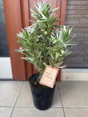 2026年最新】リューカデンドロンの人気アイテム - メルカリ