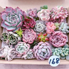 168 多肉植物寄せ植えセット