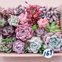 169 多肉植物寄せ植えセット