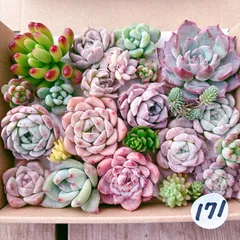 2025年最新】多肉 カット苗セットの人気アイテム - メルカリ