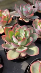 2025年最新】ネオンライト多肉の人気アイテム - メルカリ