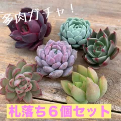 2025年最新】多肉弁当 セダムの人気アイテム - メルカリ