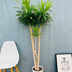 現品］【希少】A6 モンステラ 斑入り 7号 レア 観葉植物 室内 鉢受け皿