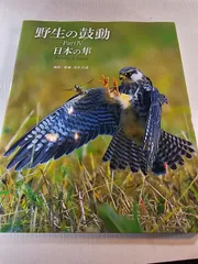 野生の鼓動 PartⅣ 日本の隼
