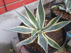 2025年最新】アガベ アメリカーナ 大株の人気アイテム - メルカリ