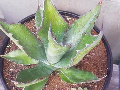 2026年最新】サルミアナ フェロックスの人気アイテム - メルカリ