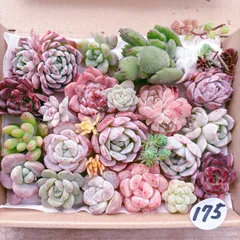 175 多肉植物寄せ植えセット