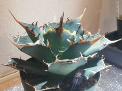 アガベアメリカーナ白覆輪斑子株、抜き苗1株プランツタグ付き - メルカリ