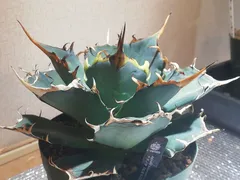 2026年最新】アガベハデスの人気アイテム - メルカリ