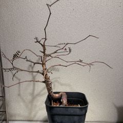 オペルクリカリア　パキプス　実生　4.5年目