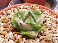 アガベチタノタハデス発根済み子株、抜き苗1株プランツタグ付き - メルカリ