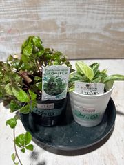 みょん様専用　シュガーバイン斑入り、ミニバーキン　１２月21日撮影現品　マーブルプランツ豊中店