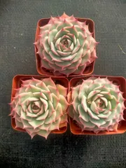 48株×ピンクヒント 多肉植物 エケベリア セダム アエオニウム グラプトペタルム 韓国苗 寄せ植え Z49