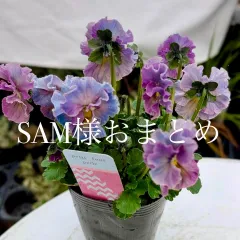 2025年最新】プティフール ビオラの人気アイテム - メルカリ