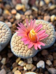 多肉植物 ドロサンテマム キラキラ ルビー 抜き苗 1株 - メルカリ