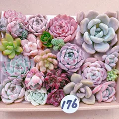 2025年最新】多肉 カット苗 韓国苗の人気アイテム - メルカリ