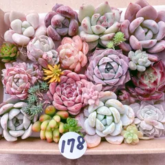 2025年最新】多肉 カット苗セットの人気アイテム - メルカリ