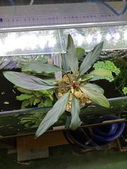 LA便 斑入りホマロメナ Homalomena sp.Riau sumatera - メルカリ
