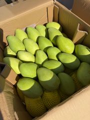 宮崎県産 摘果マンゴー グリーンマンゴー 11kg 宮崎県産摘果マンゴー・グリーンマンゴー約4.7kg(10~150) - メルカリ