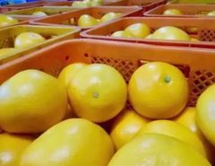 高知県産土佐文旦5キロ、即購入OK - メルカリ