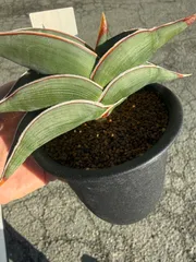 11月7日 夕刻に撮影 ❢ 旋回系　サンセベリア・ロリダ　鉢付き発送です ✩11月7日 夕刻に撮影 ❢ 旋回系 サンセベリア・ロリダ 鉢付き発送