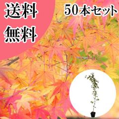 造花 紅葉 50本セット 約115cm 秋装飾 店舗ディスプレイ イベント 飾り