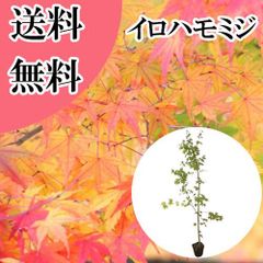 モミジ イロハモミジ系 74cmもみじ 紅葉 カエデ 鉢植え 苗木 - メルカリ