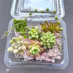 ☆多肉植物カット苗詰め合わせ❷番☆エケベリア小苗☆寄せ植え☆
