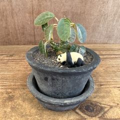 ドルステニア  鉢植え パンダ Dorstenia  現品 観葉植物 観葉 植物 珍奇植物 珍奇 珍しい レア 希少 塊根植物 塊根 コーデックス インテリア プレゼントおしゃれ かわいい ミニ 小さい おうち時間 グリーン