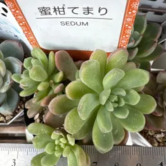 2025年最新】札付き多肉植物の人気アイテム - メルカリ