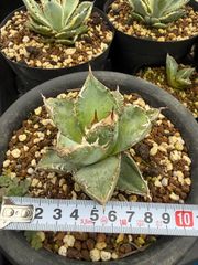 極美/ドワーフ/超極太 】アデニウム ゴット タン トン タコ足 鉢植え①