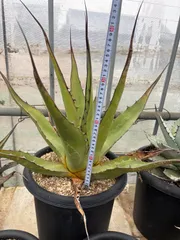 2026年最新】アガベ ジェントリーの人気アイテム - メルカリ