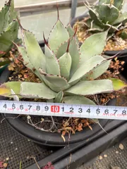 2026年最新】メリクロン アガベの人気アイテム - メルカリ