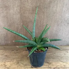 2025年最新】サンスベリア サンセベリア 観葉植物の人気アイテム