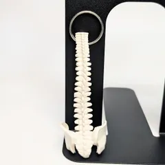 背骨キーホルダー　脊柱模型　脊髄骨盤 骨格標本