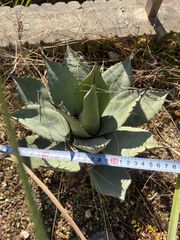 大型❗️70㎝ 幹上がりタイプ‼ アガベ コロラータ 白岳殿 - メルカリ