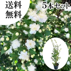 ギンバイカ 抜き苗 小苗 いずれか1本（500mlのペットボトルで発送