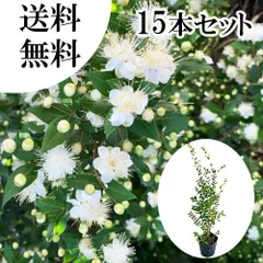 2026年最新】ギンバイカ苗の人気アイテム - メルカリ