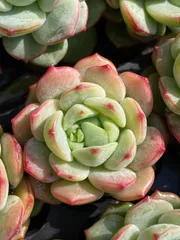 新発売　X5　プジィ　72苗セット　土と根付き　多肉植物　エケベリア　韓国苗　サボテン　詰め合わせ　寄せ植え