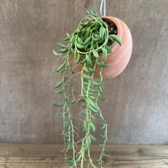 セネシオ バナナネックレス Senecio rowleyanus 現品 キク科 セネシオ属 オリジナル パルムポット セネキオ バナナネックレス 観葉植物 観葉 植物  ハンギング 吊り下げ 吊るす インテリア プレゼント おしゃれ かわいい  グリーン