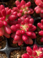 16株の抜き苗セット】バンシー 多肉植物 佐川急便発送 エケベリア 韓国