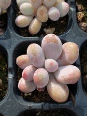 16株の抜き苗セット】バンシー 多肉植物 佐川急便発送 エケベリア 韓国