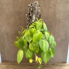 フィロデンドロン オキシカルジウム  コルク付け 現品 Philodendron oxycardium フィロデン オキシカルジューム オキシヒメカズラ ヒメカズラ 斑入り 斑 観葉植物 観葉 植物 ハンギング プレゼント おすすめ