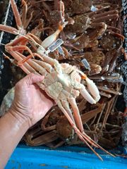 和歌山県産活け伊勢海老1 キロ - メルカリ